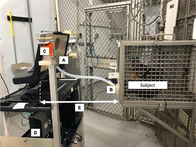 Oxytocin and social gaze during a dominance categorization task in tufted capuchin monkeys